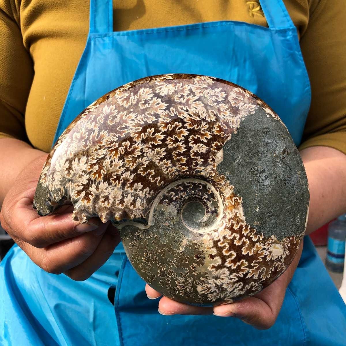 Polished Natural Ammonite Fossil Slice Conch Specimen Healing Minera MH4672