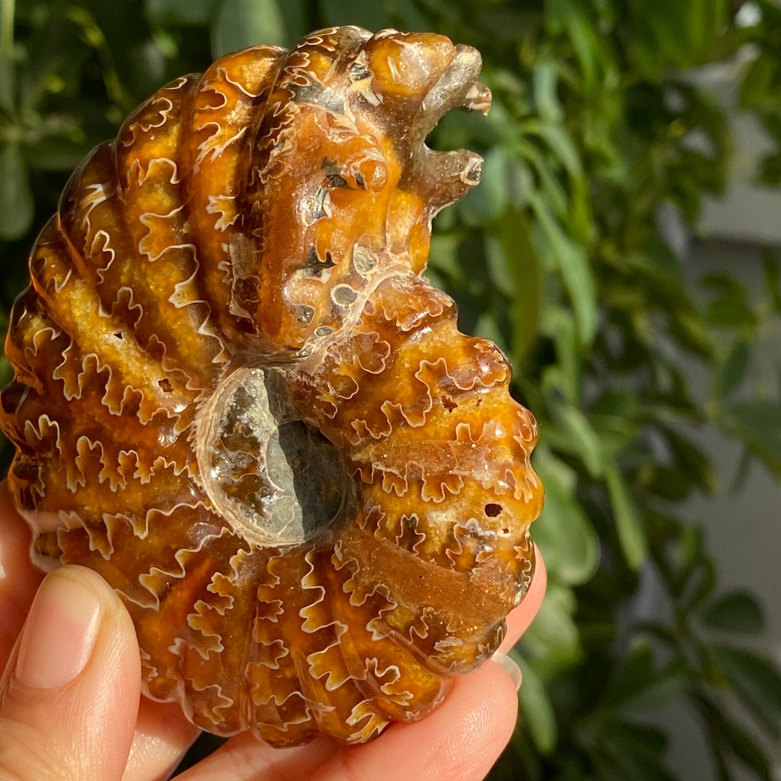 200g Top Natural Horn Screw Fossil Ammonite Conch Crystal Specimen Healing