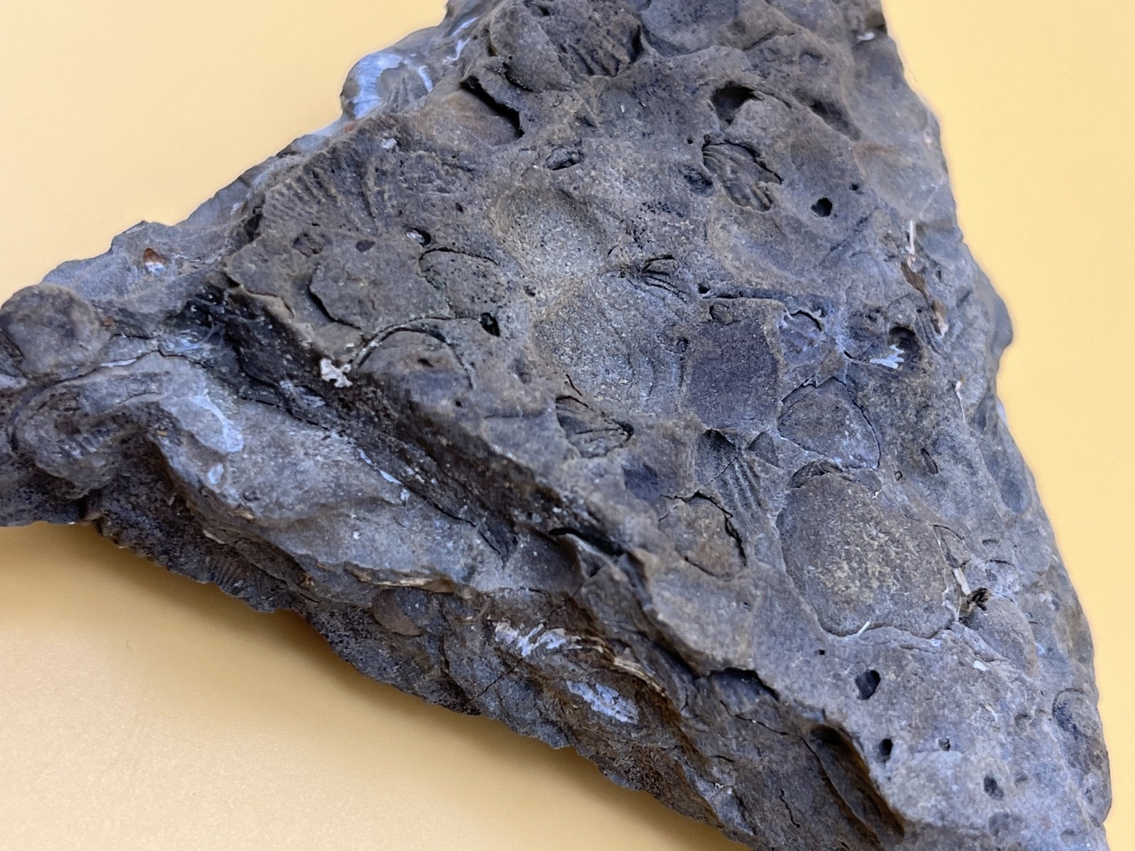 Stone with Dozens of Brachiopod/Scollop Sea Shell Fossils
