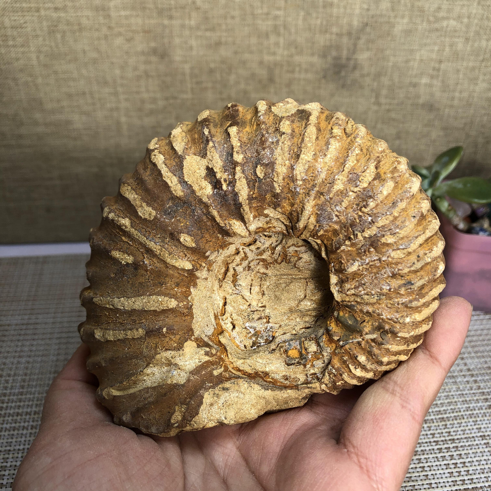 110mm Rare natural yellow conch Ammonite original rough Specimen 507g g4905