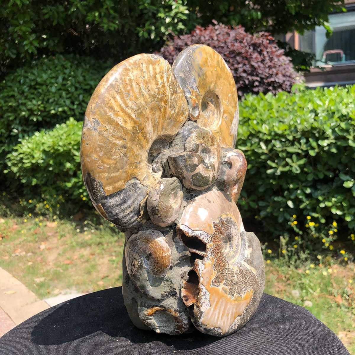 9.24LB Rare! Natural Tentacle Ammonite Fossil Specimen Shell Healing Madagasc