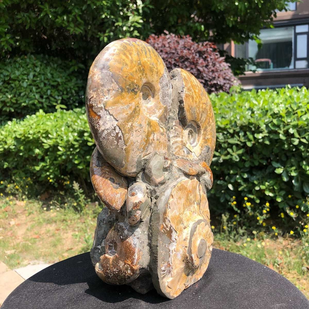 9.24LB Rare! Natural Tentacle Ammonite Fossil Specimen Shell Healing Madagasc