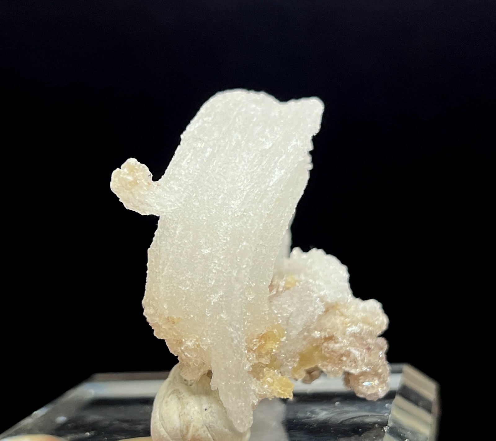 60mm 41g ‘Ram’s Horn’ shape Selenite (Gypsum), Natural Mineral Specimen