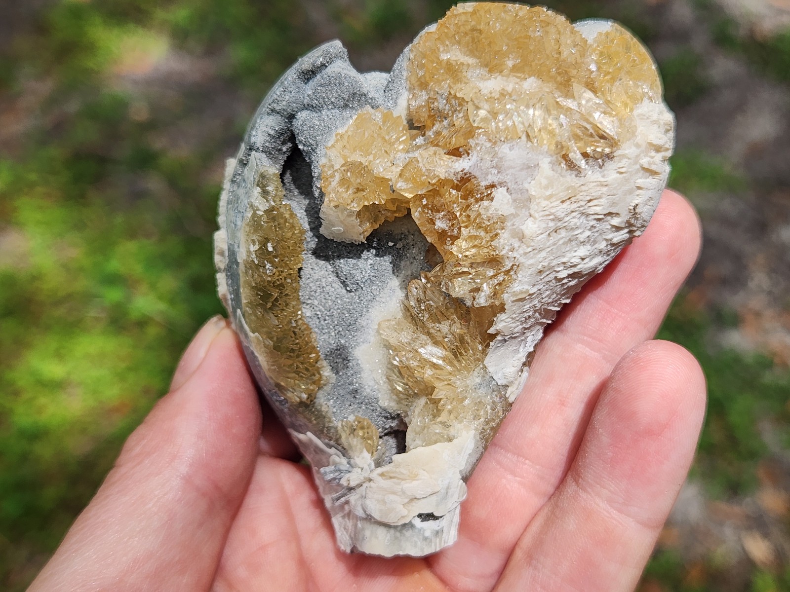 CALCITE CRYSTAL WHELK Shell Fossil Rucks Pit Florida dogtooth UV honey cluster