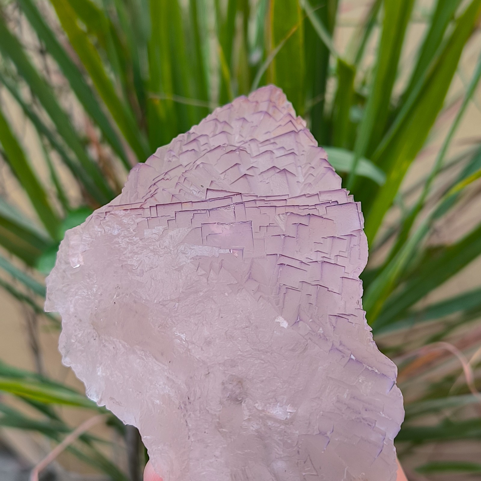 630g Natural Step Wise Cubic Fluorite Purple Lining Crystals Mineral Specimen