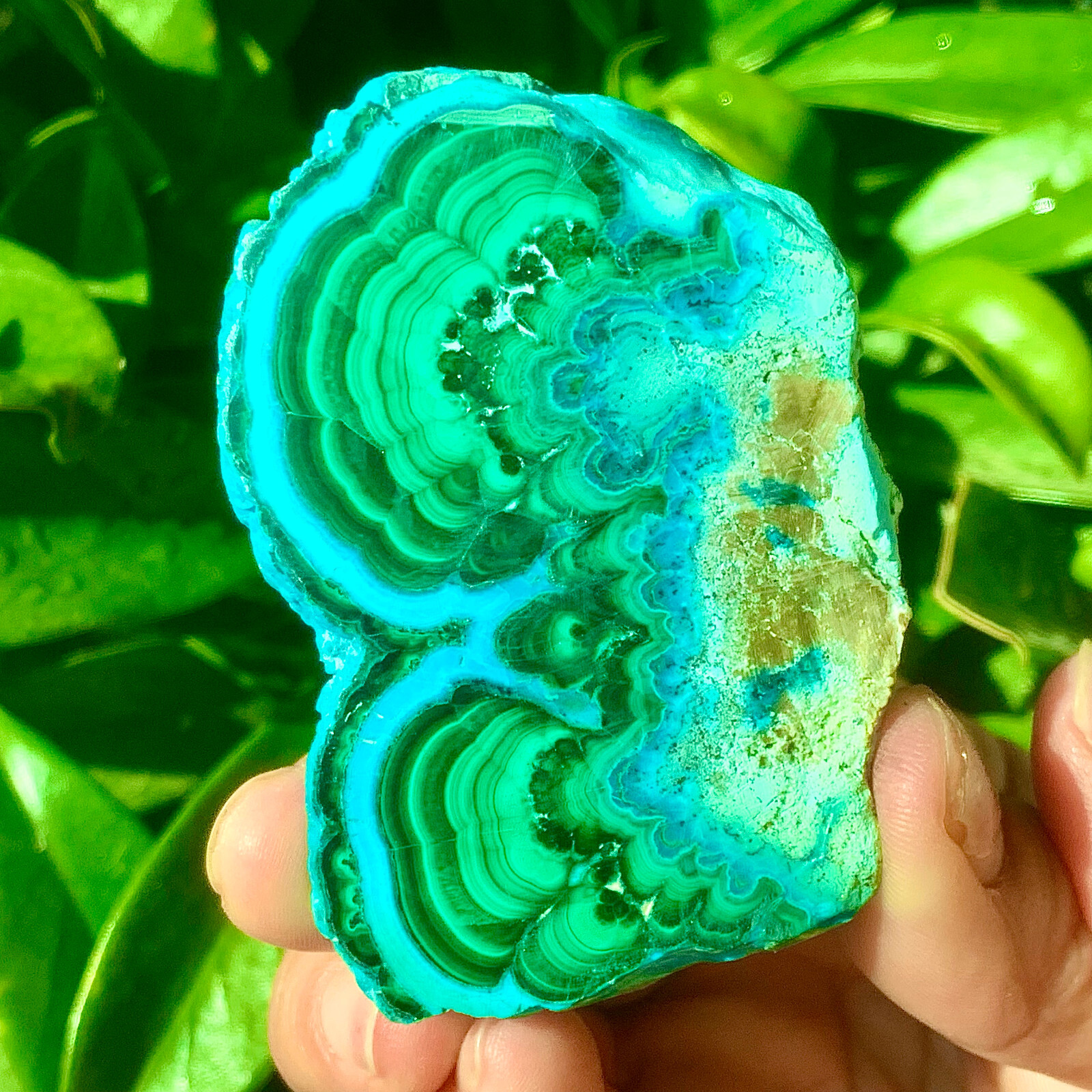 98G Natural tortoise Malachite transparent cluster rough mineral sample