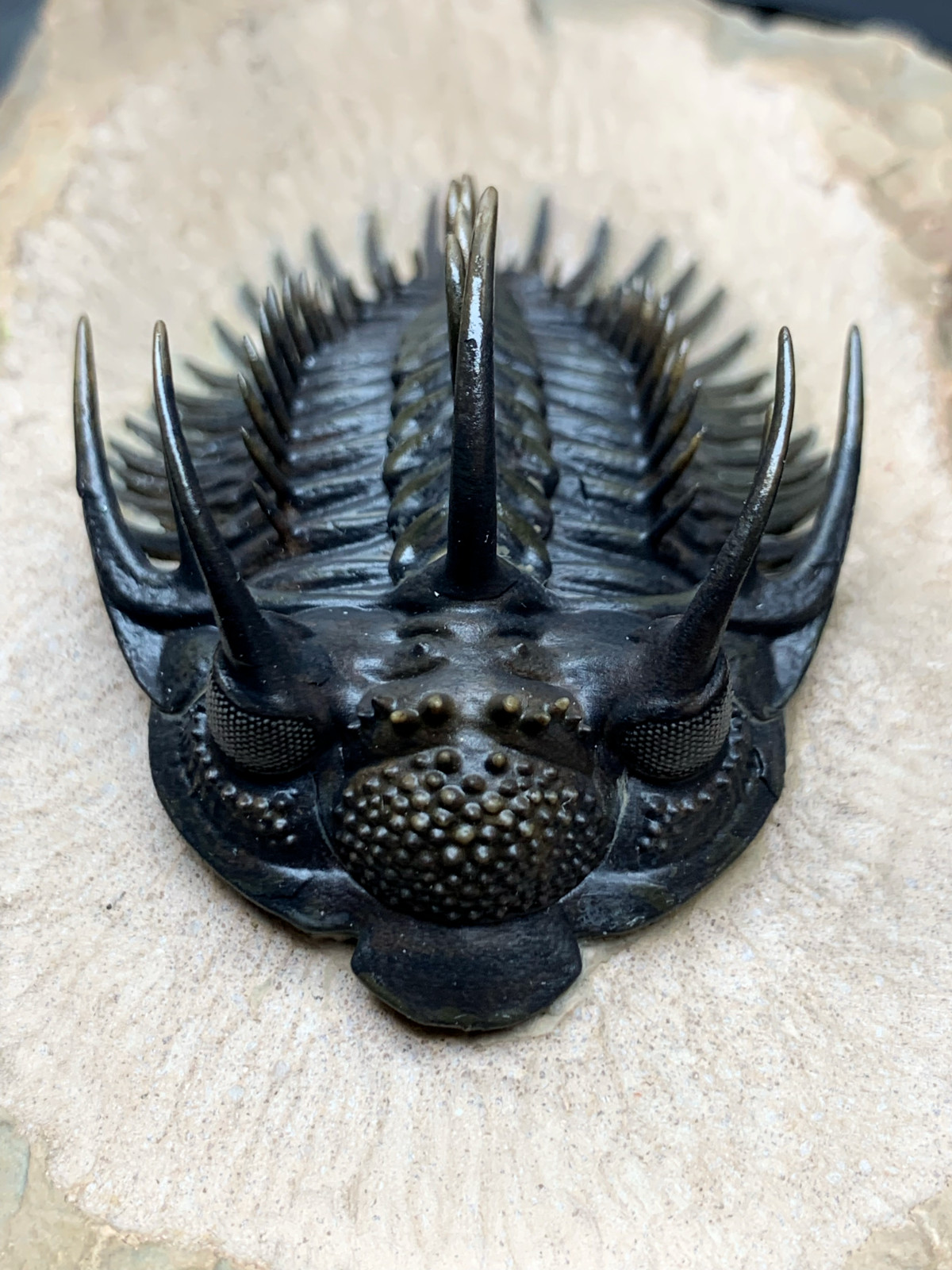 1:1 Comura Bullyneki Trilobite Resin Replica, Spiny Trilobite Fossil Display