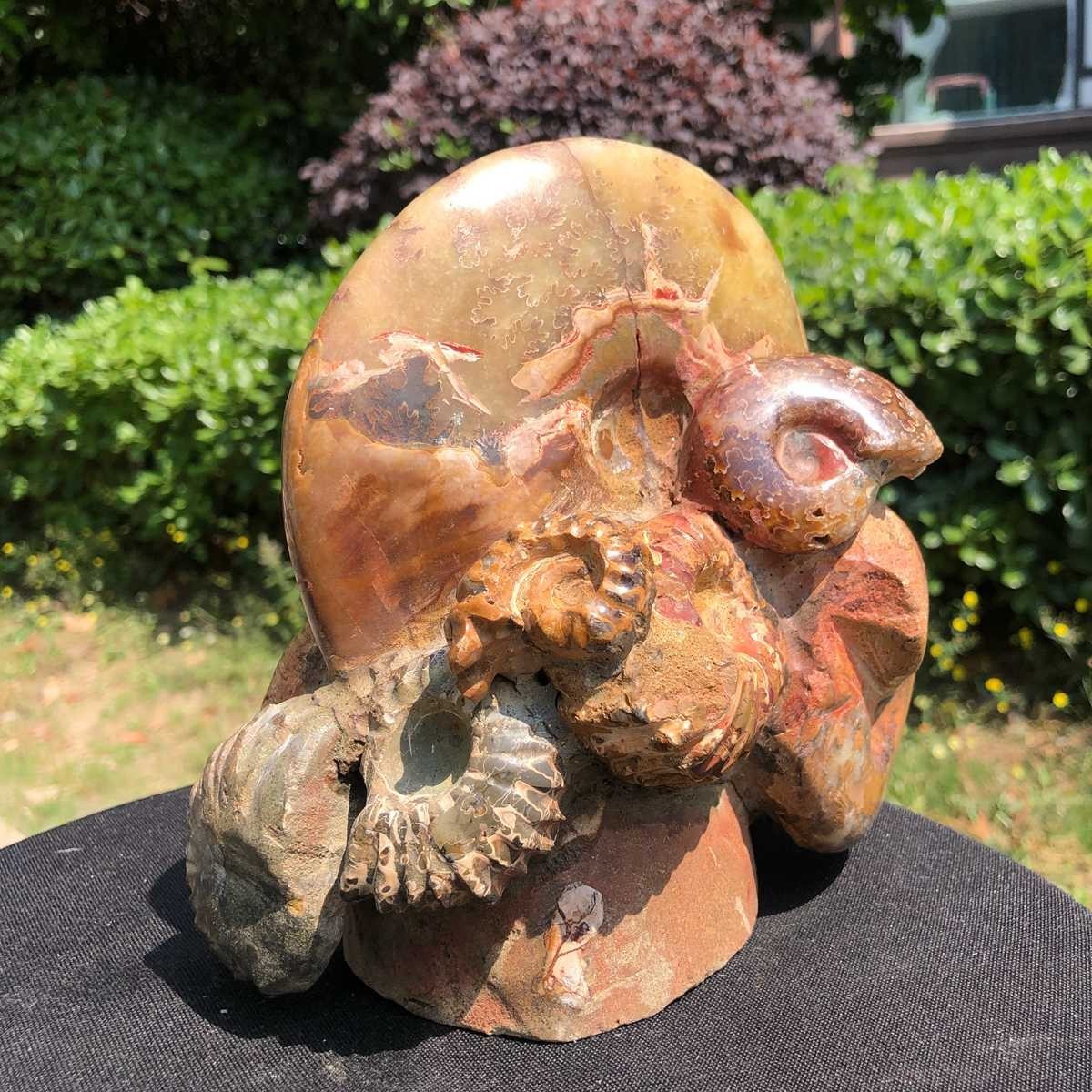 5.08LB Natural Large Beautiful Ammonite Fossil Conch Crystal Specimen Healing