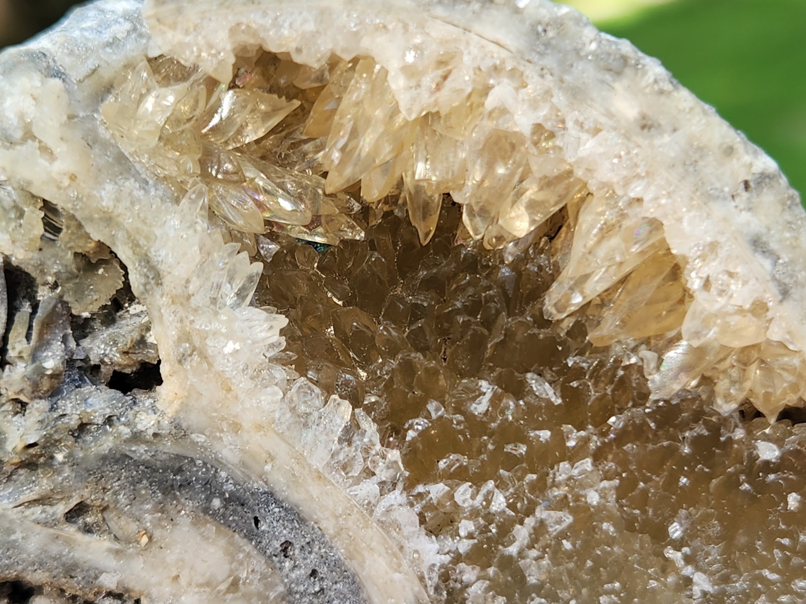 Calcite Crystal WHELK Shell Fossil Rucks Pit Florida dogtooth UV CUT POLISHED