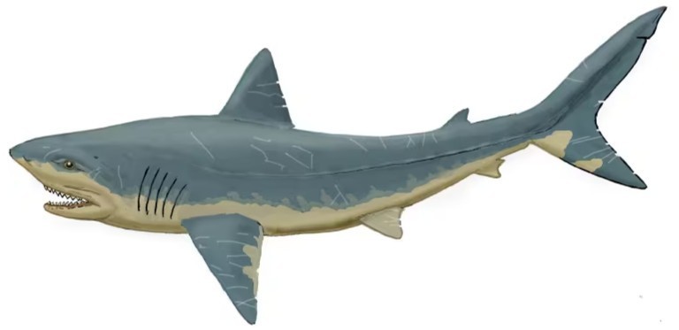 Squalicorax “Crow Shark Tooth” 70 MYO, Morroco ~ Display 7cm (B white)