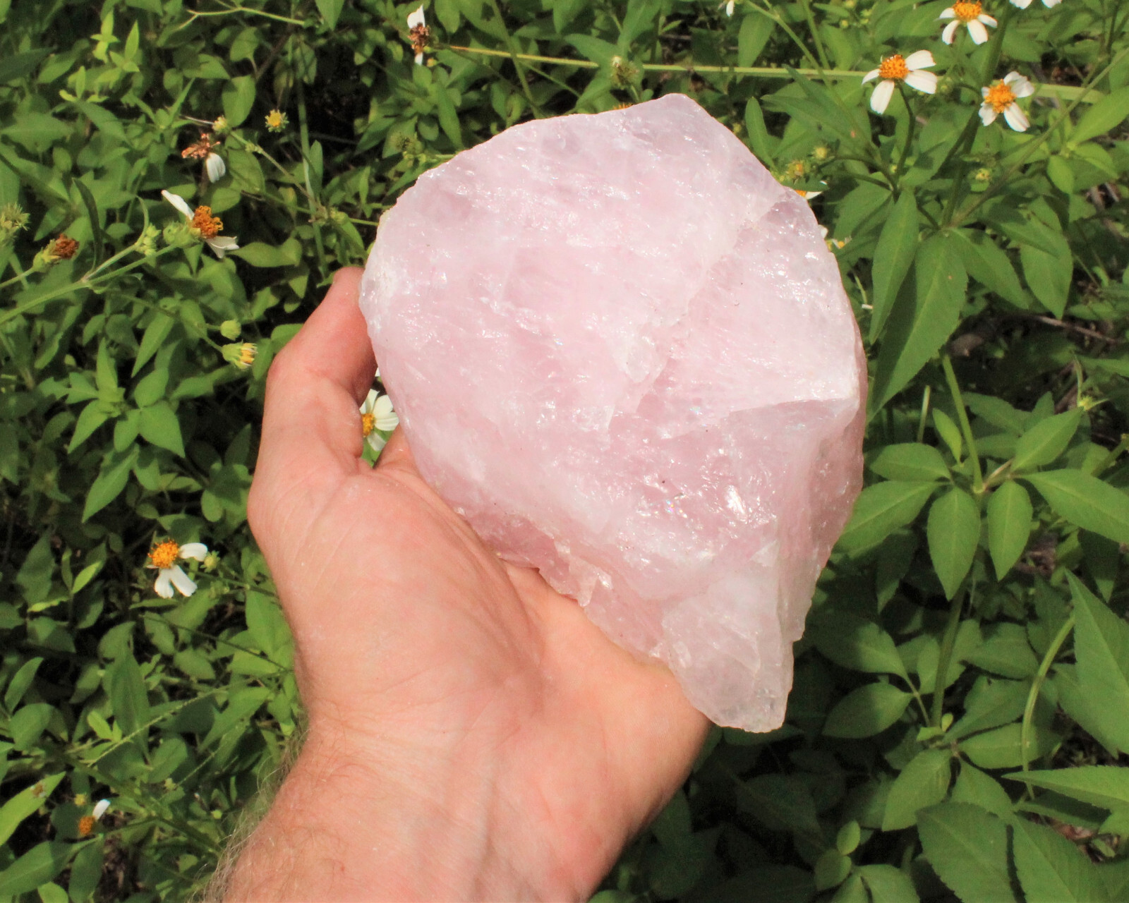 JUMBO Rose Quartz Raw Natural Crystal Specimen: 1 – 2 lb HUGE Chunk (Love Stone)