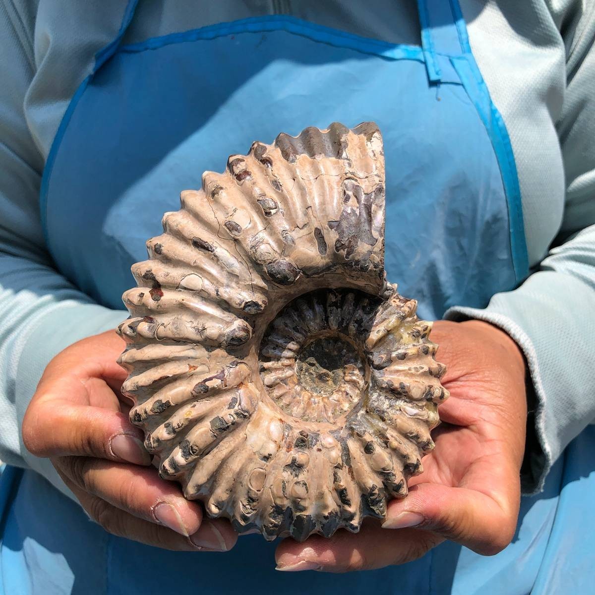 7.15LB 3pc Rare! Natural Tentacle Ammonite Specimen Healing Madagascar