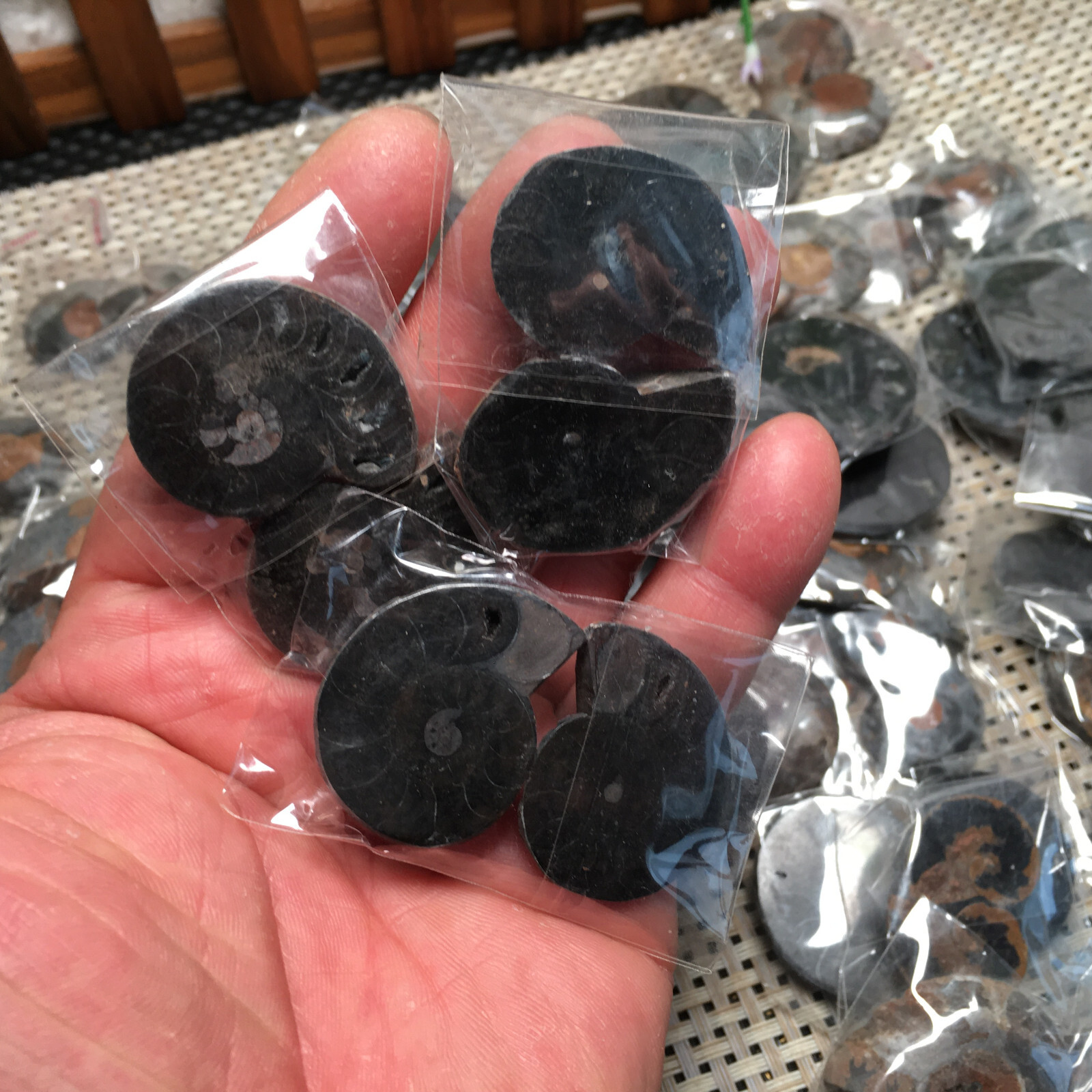 20 Pairs Black Ammonite Shell Specimen Madagascar