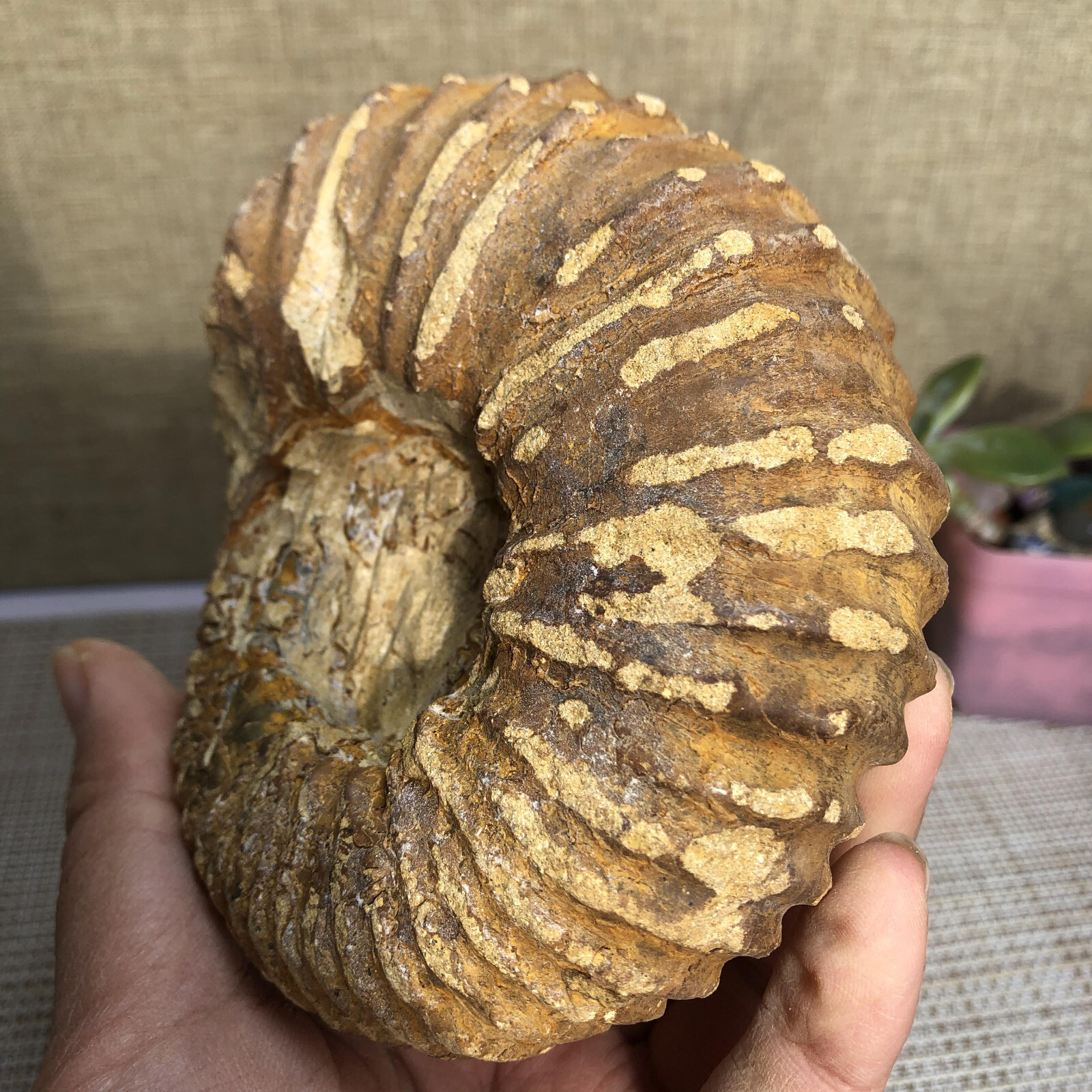 110mm Rare natural yellow conch Ammonite original rough Specimen 507g g4905