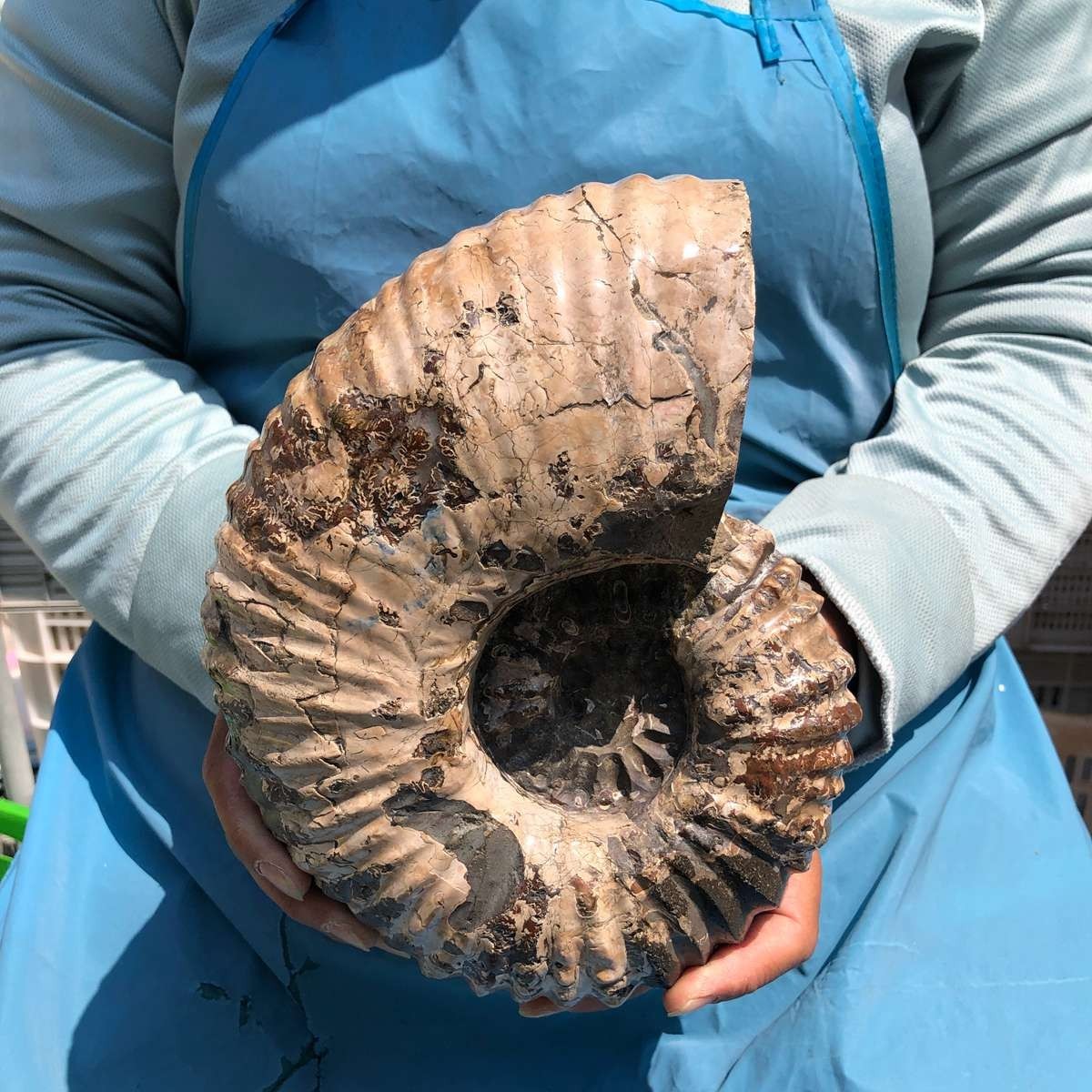 8.4LB Natural Beautiful Ammonite Fossil Conch Crystal Specimen Healing 5385