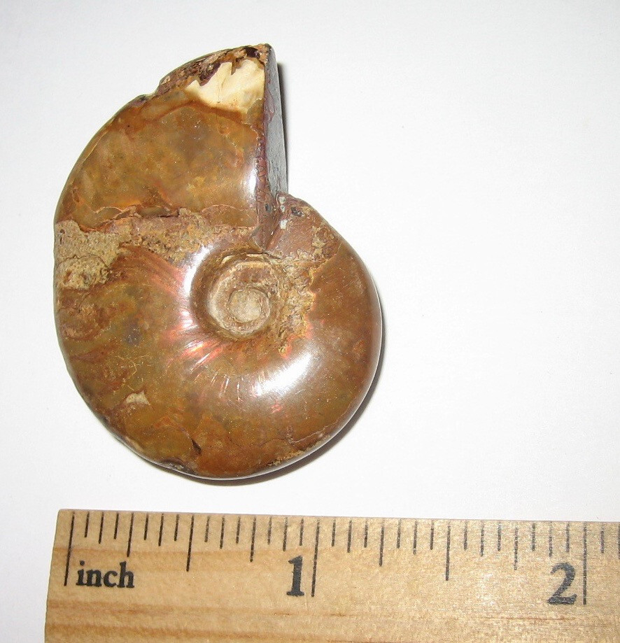1.6″ POLISHED NATURAL OPALIZED AMMONITE FOSSIL OCEAN SEA SHELL MADAGASCAR 21g *1