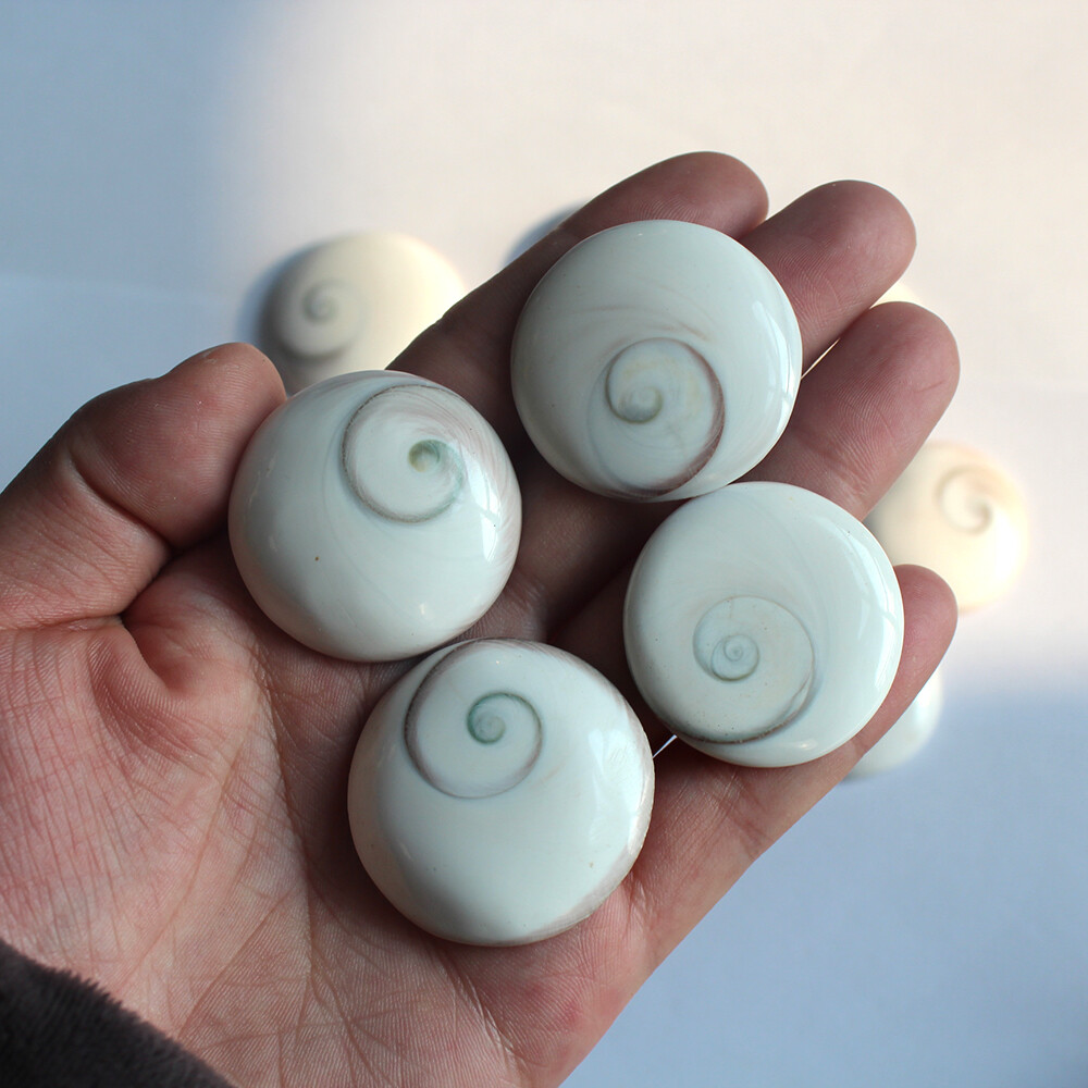 Natural Sun shell Shiva Eye Fossil Specimen Crystal Reiki Healing Palm Stone