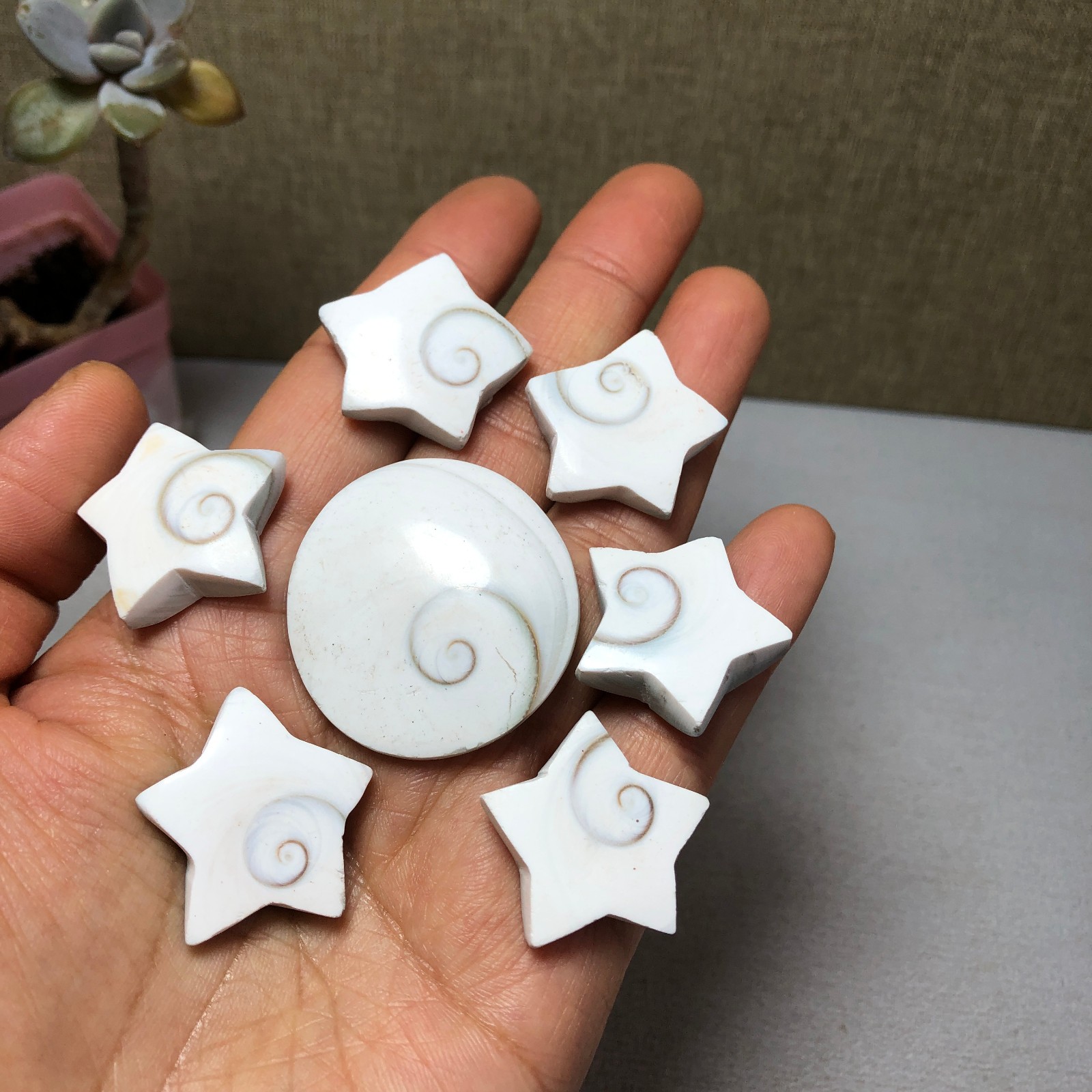 7pcs Rare sun shell Reiki Shiva Eye ocean semi-precious stone 57g A2762