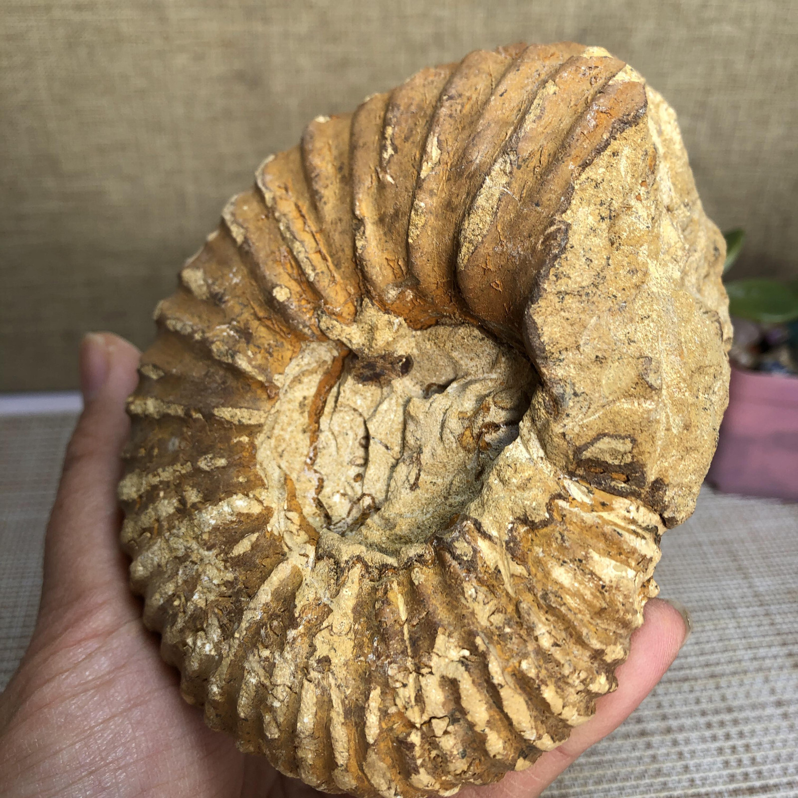 110mm Rare natural yellow conch Ammonite original rough Specimen 507g g4905