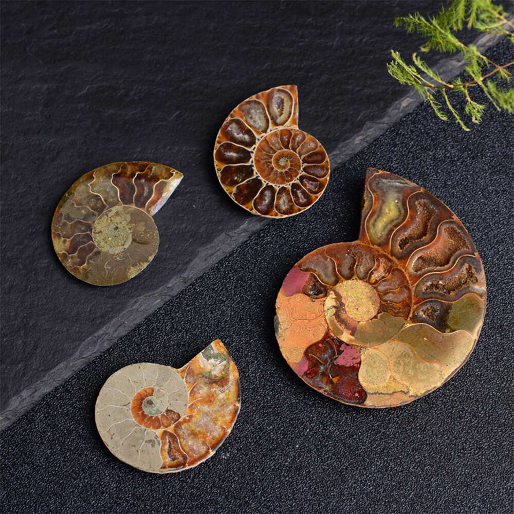 2pc Half Cut Natural Ammonite Shell Fossil Specimen Madagascar Collection Gem