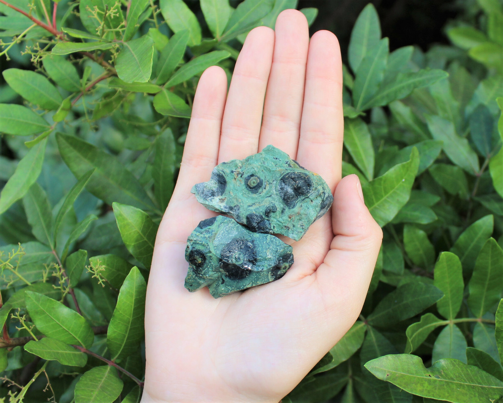 Kambaba Jasper Rough Natural Stones Bulk Wholesale Lots (Raw Crocodile Jasper)