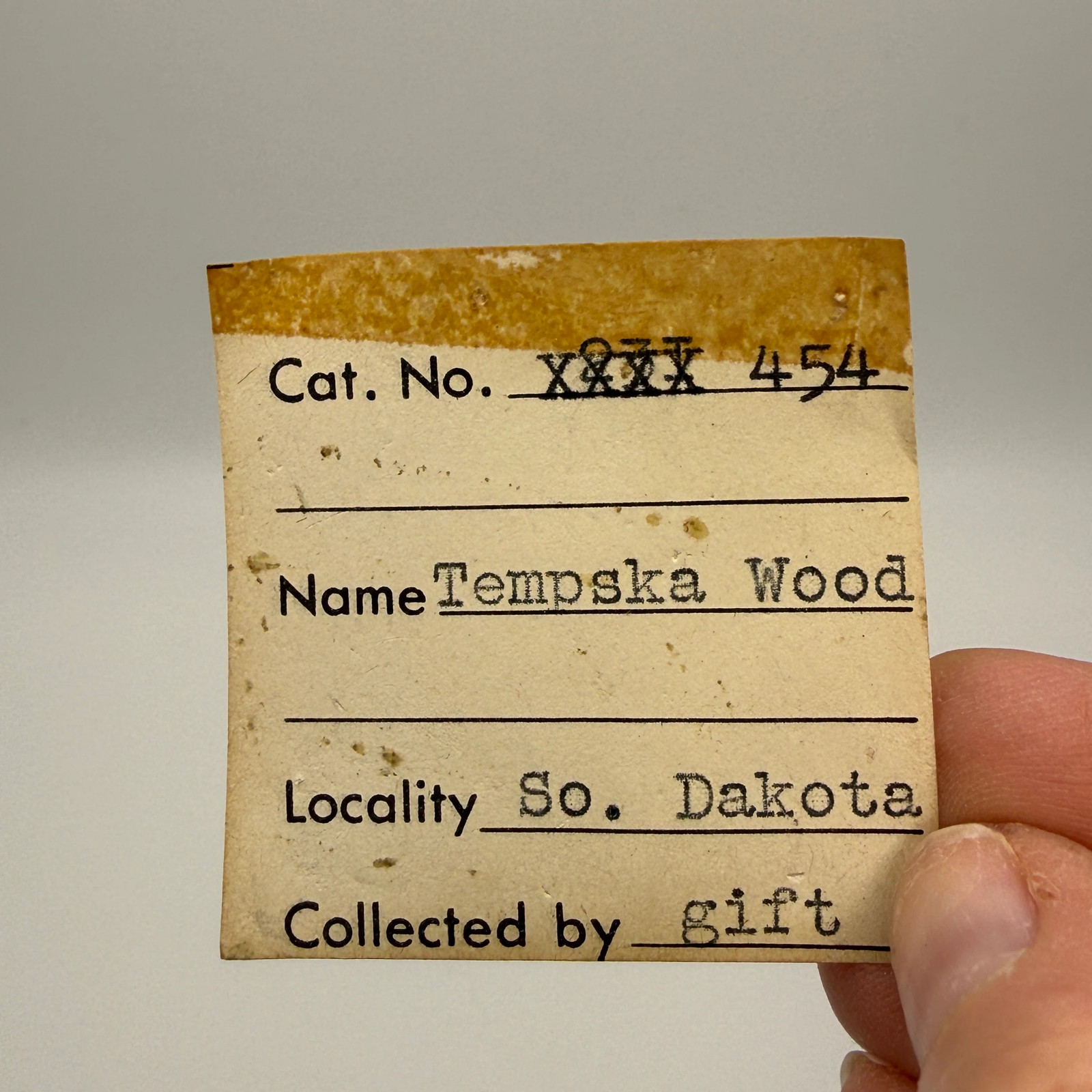 Petrified Wood (identified as Tempskya)- South Dakota