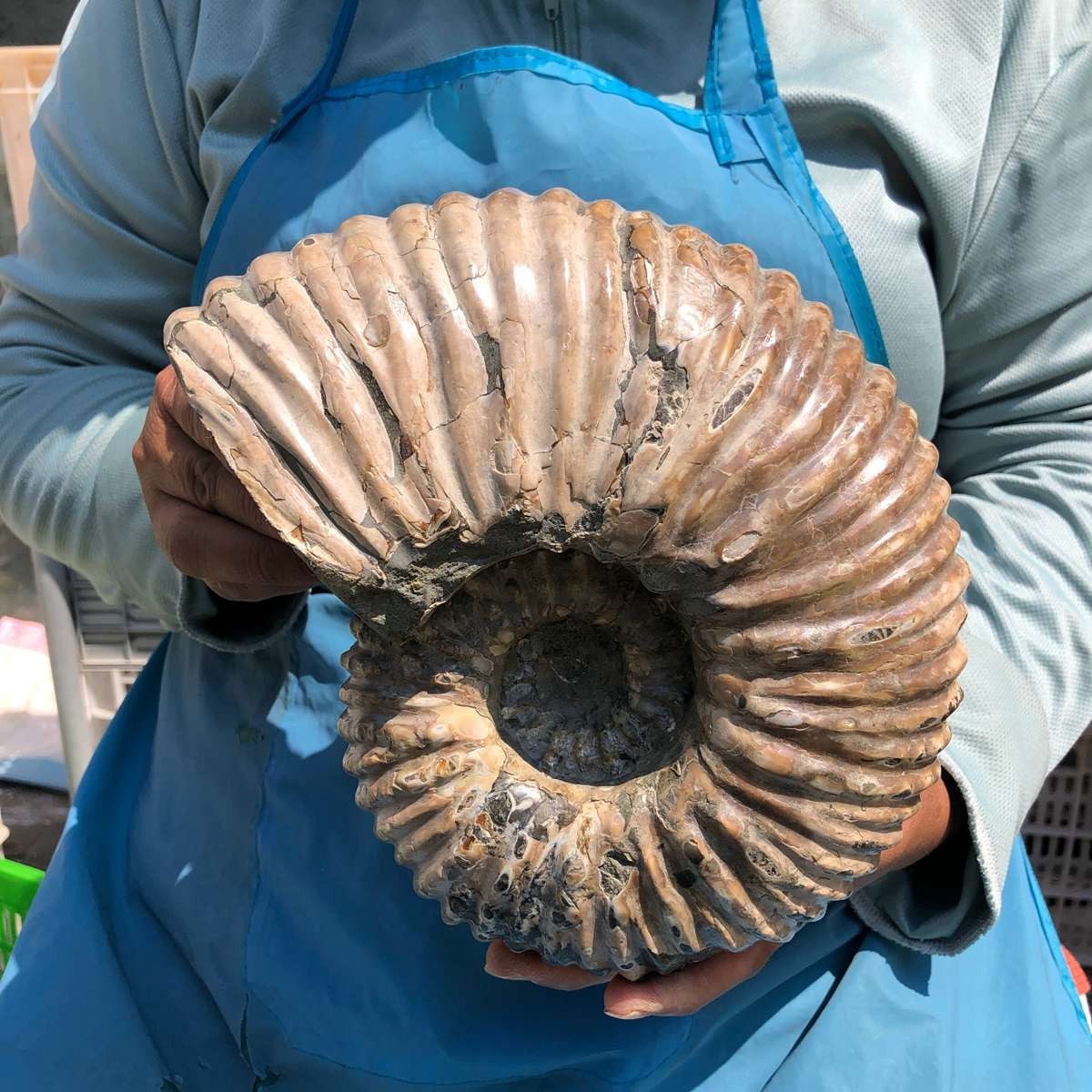 8.93LB Natural Beautiful Ammonite Fossil Conch Crystal Specimen Healing 5381
