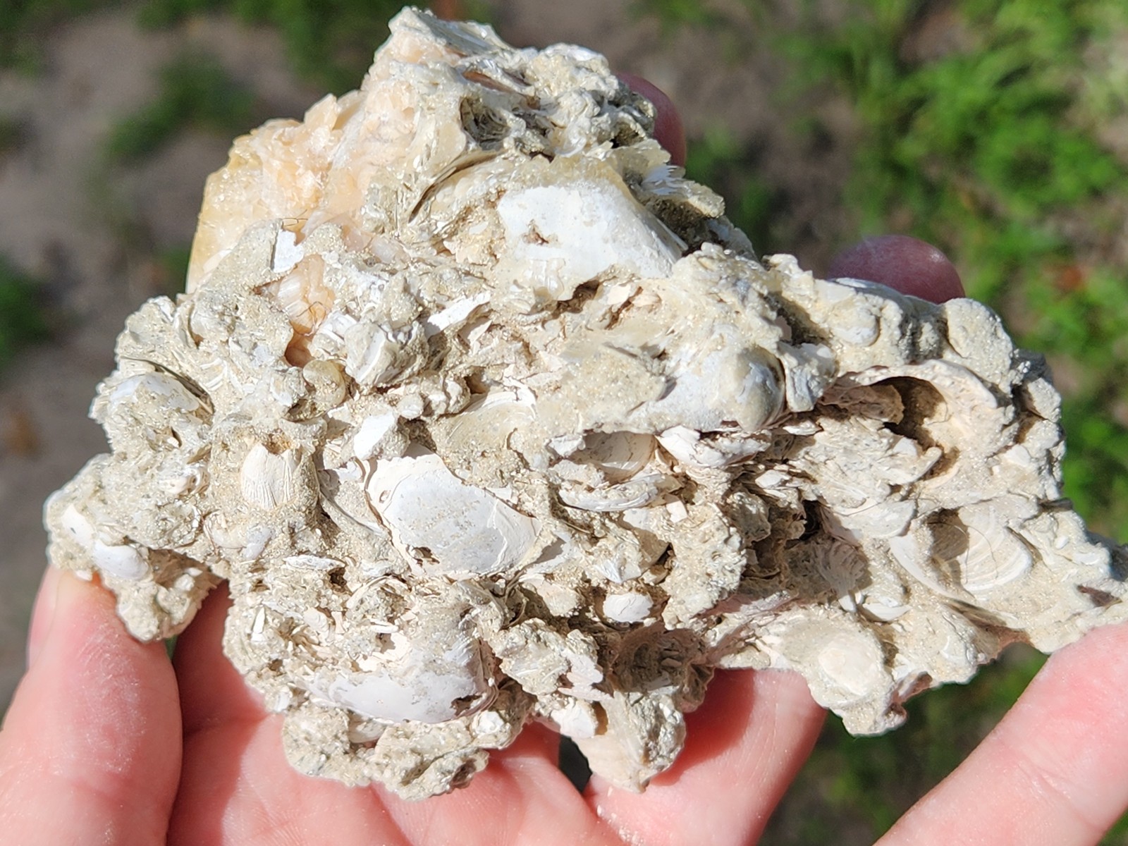 Calcite WHELK SHELL Fossil Rucks Pit Florida dogtooth UV crystal honey