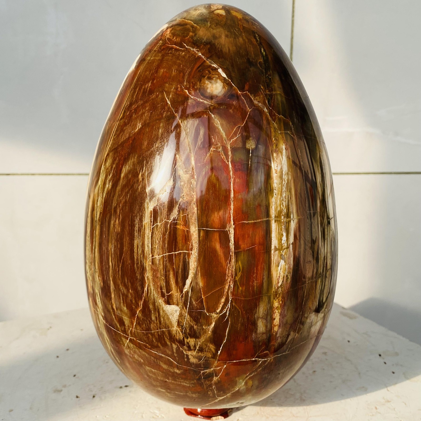 Natural Petrified Wood Egg Quartz Crystal Fossil Mineral 6340g