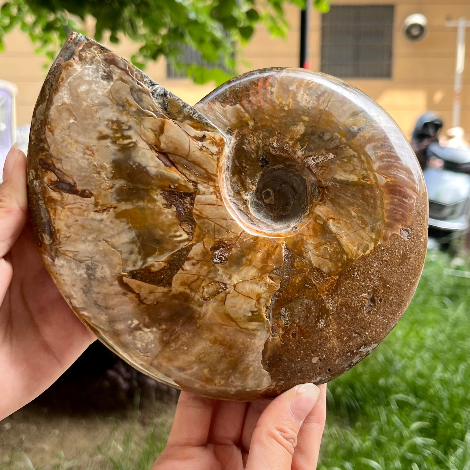 Genuine Ammonite Fossil Polished Sea Snail Shell Gemstone Figure Display 3.3 lb