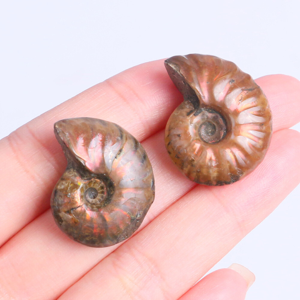 1pc 100% Natural Nautilus Ammonite Fossil Specimen Shell Healing Madagascar