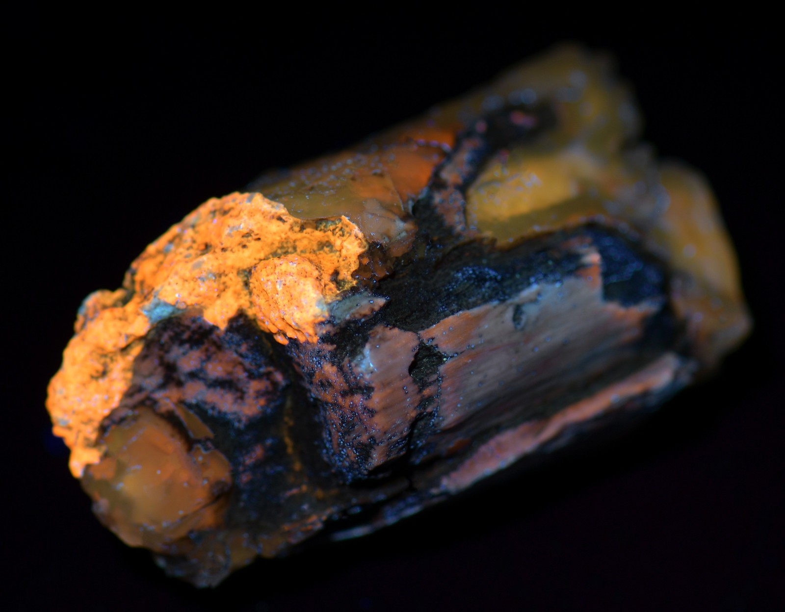 Petrified Wood, Fluorescent. Eden Valley, Wyoming. 20 grams.