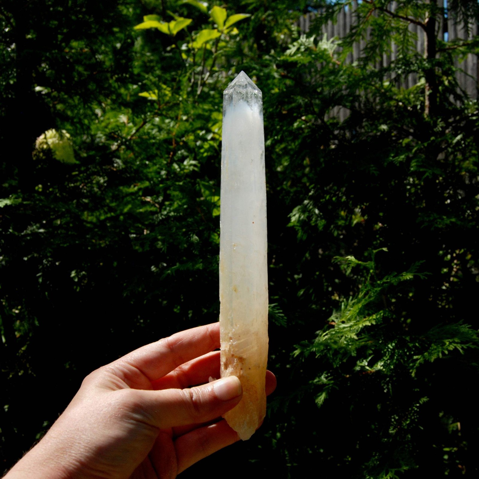 XL AAA Colombian Blue Smoke Lemurian Quartz Crystal Starbary, 8.5″ 244g Record K