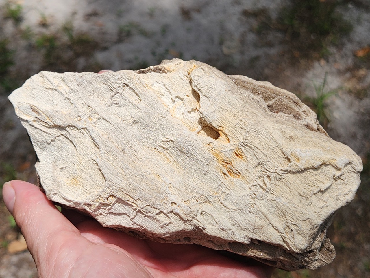 Brilliant Petrified Wood Smoky Crystallized Fossil Quartz Crystal Alabama NICE