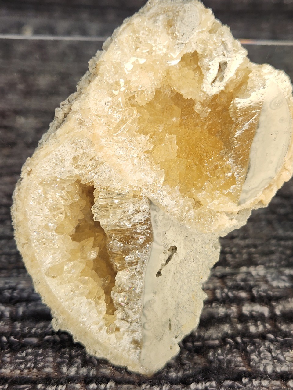 FULL Calcite CRYSTAL WHELK Shell Fossil Rucks Pit Florida dogtooth CUT POLISHED