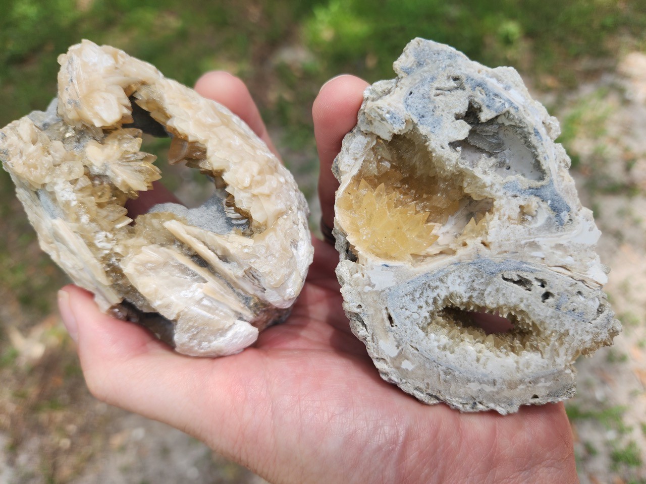 PAIR Calcite Crystal WHELK AND CLAM Shell Fossil Rucks Pit Florida dogtooth UV