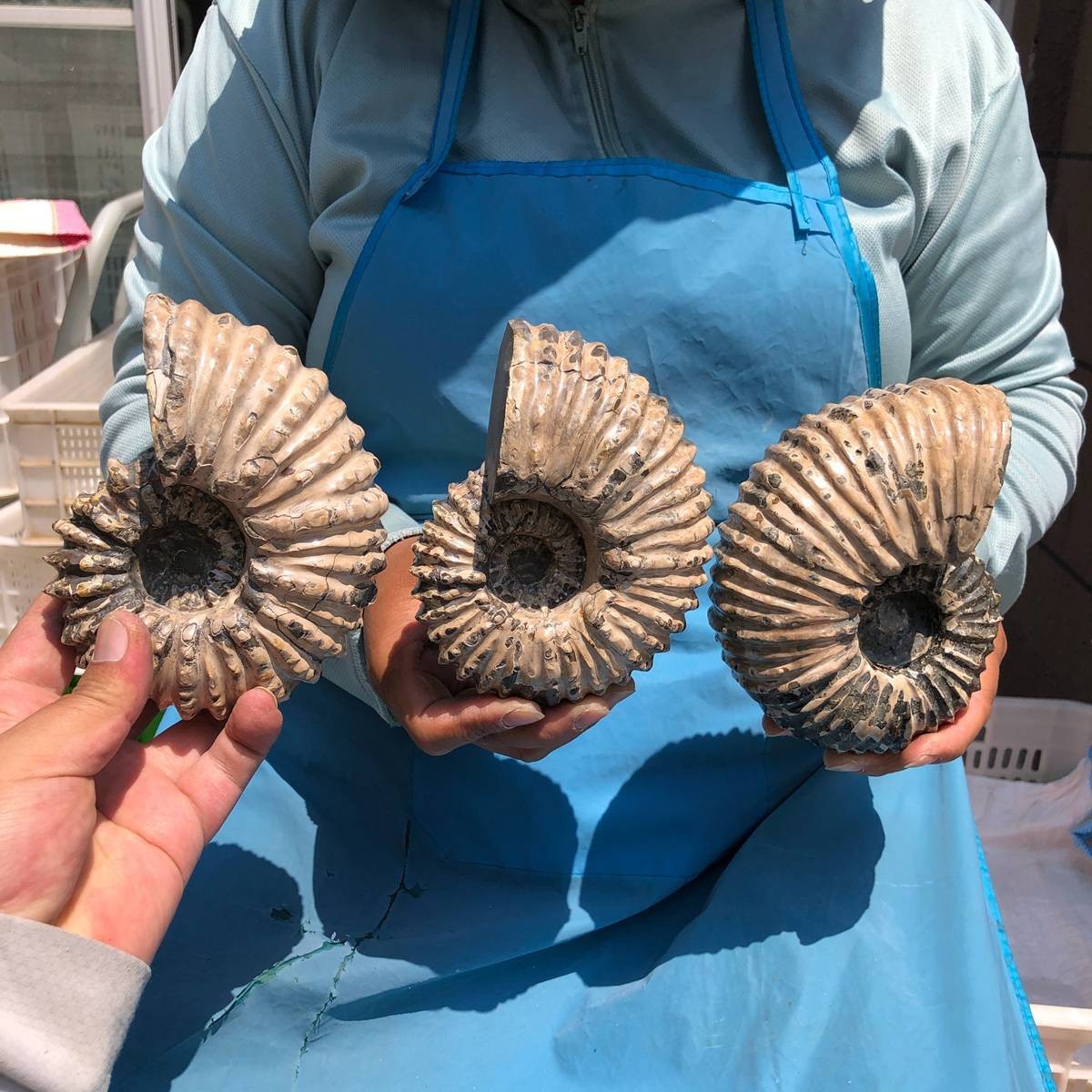 7.15LB 3pc Rare! Natural Tentacle Ammonite Specimen Healing Madagascar