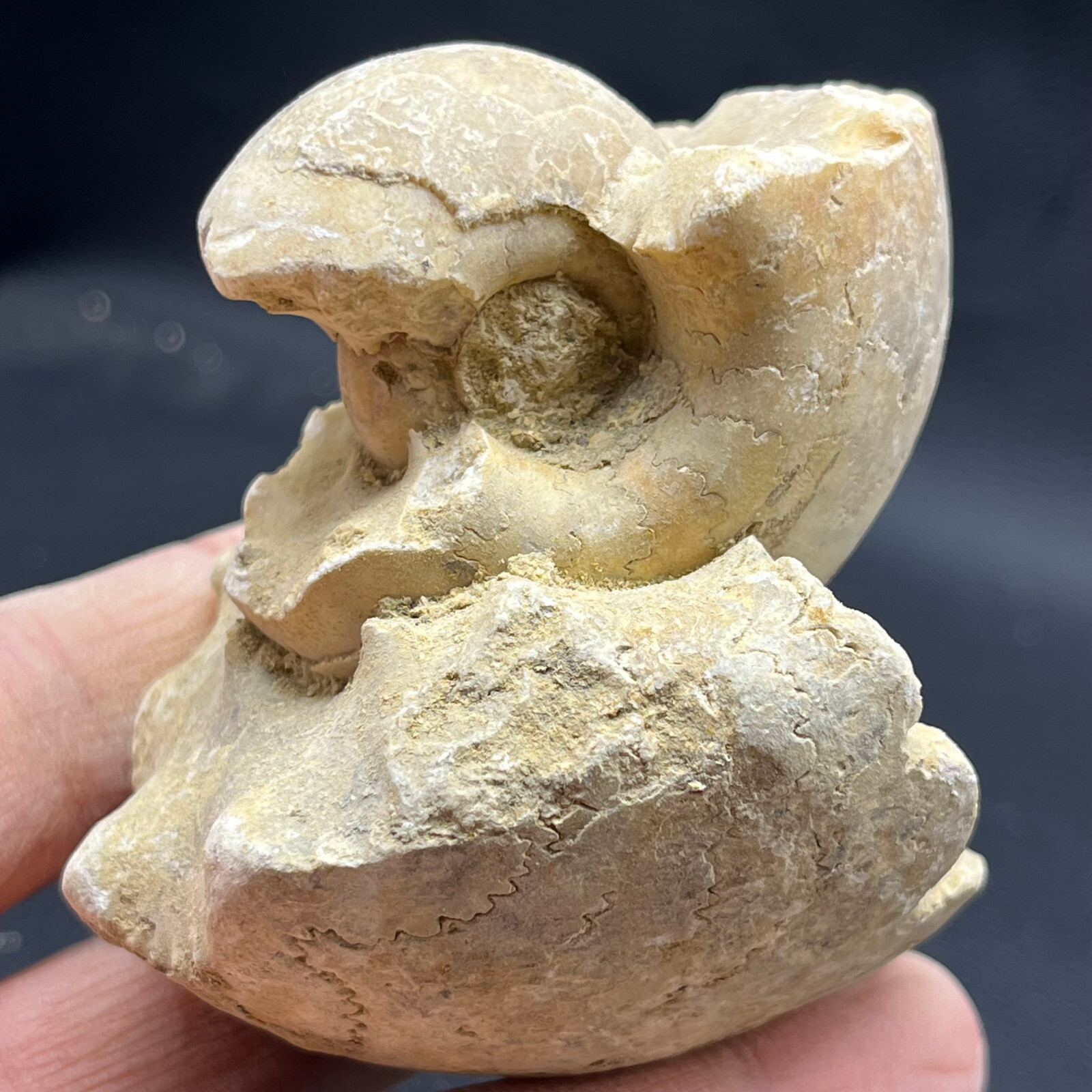 227G Natural conch specimens from Madagascar Rough without any treatment V18
