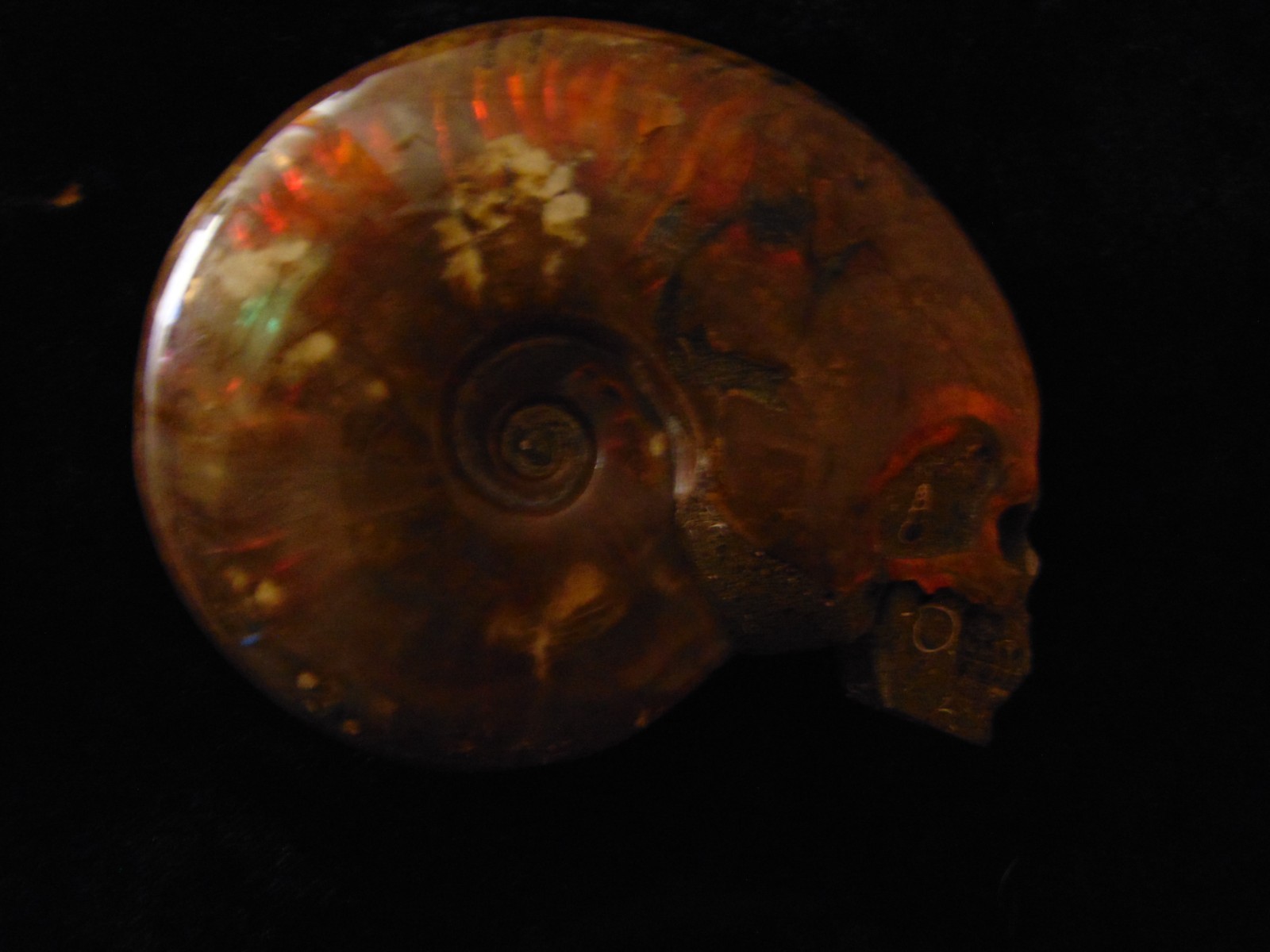 Carved Skull Ammonite from Skullis