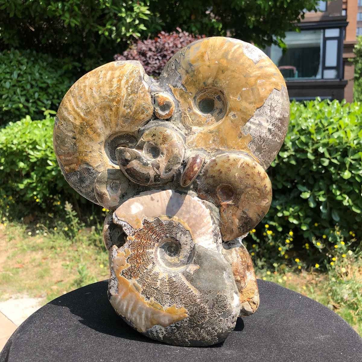 9.24LB Natural Beautiful Ammonite Fossil Conch Crystal Specimen Healing 5113