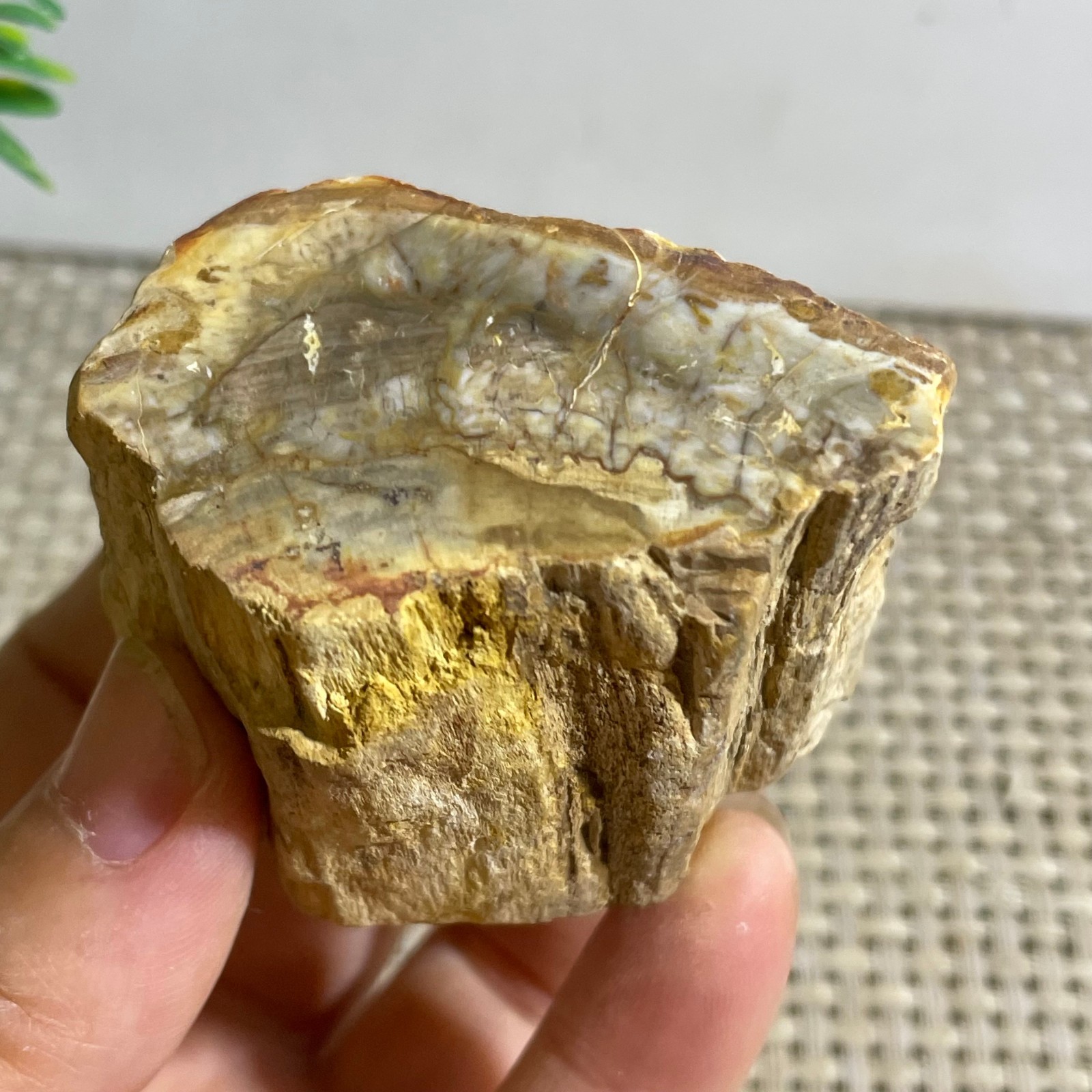 Natural Polished Petrified Wood Crystal Slice Madagascar 120g