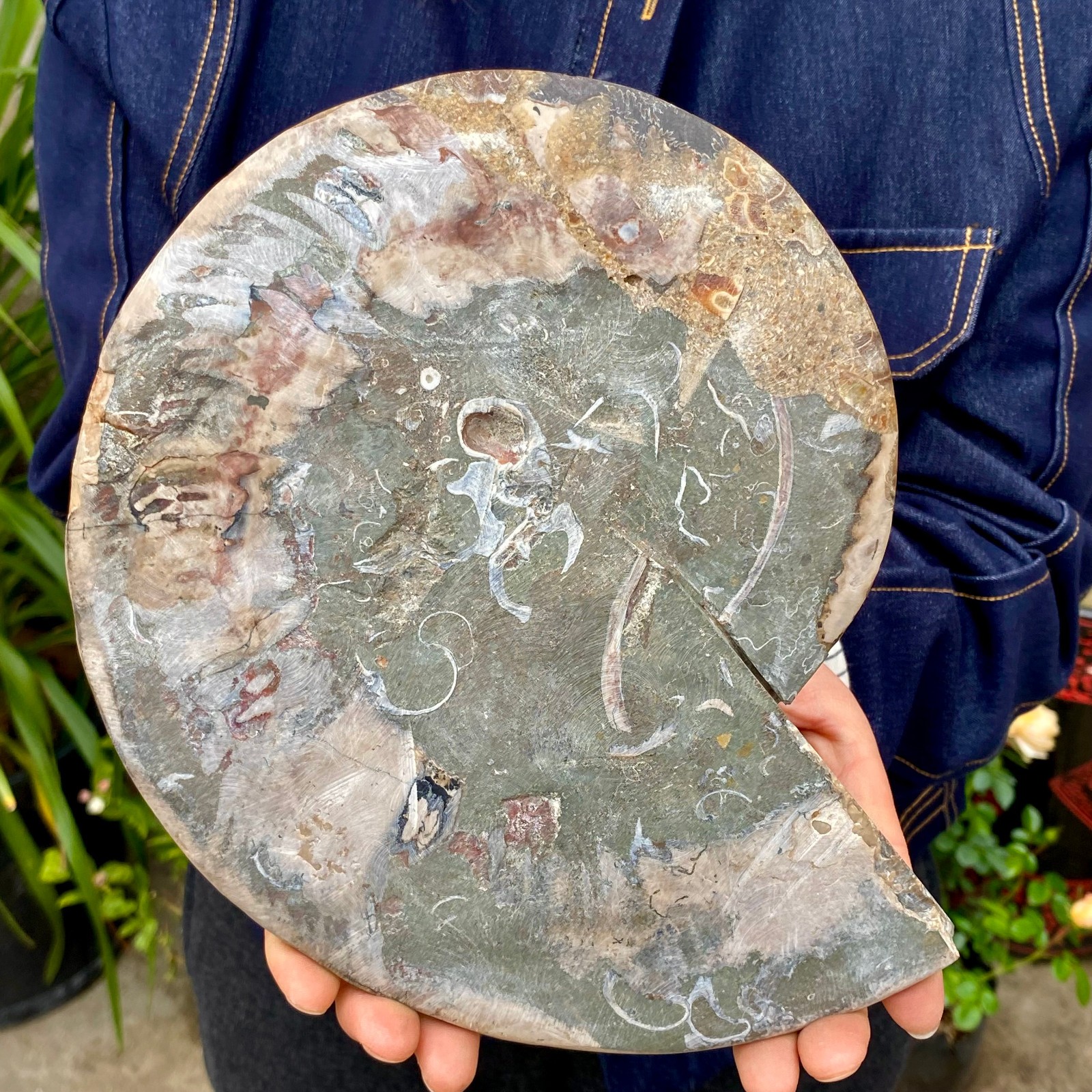 3.21LB Rare! Natural Tentacle Ammonite FossilSpecimen Shell Healing Madagascar