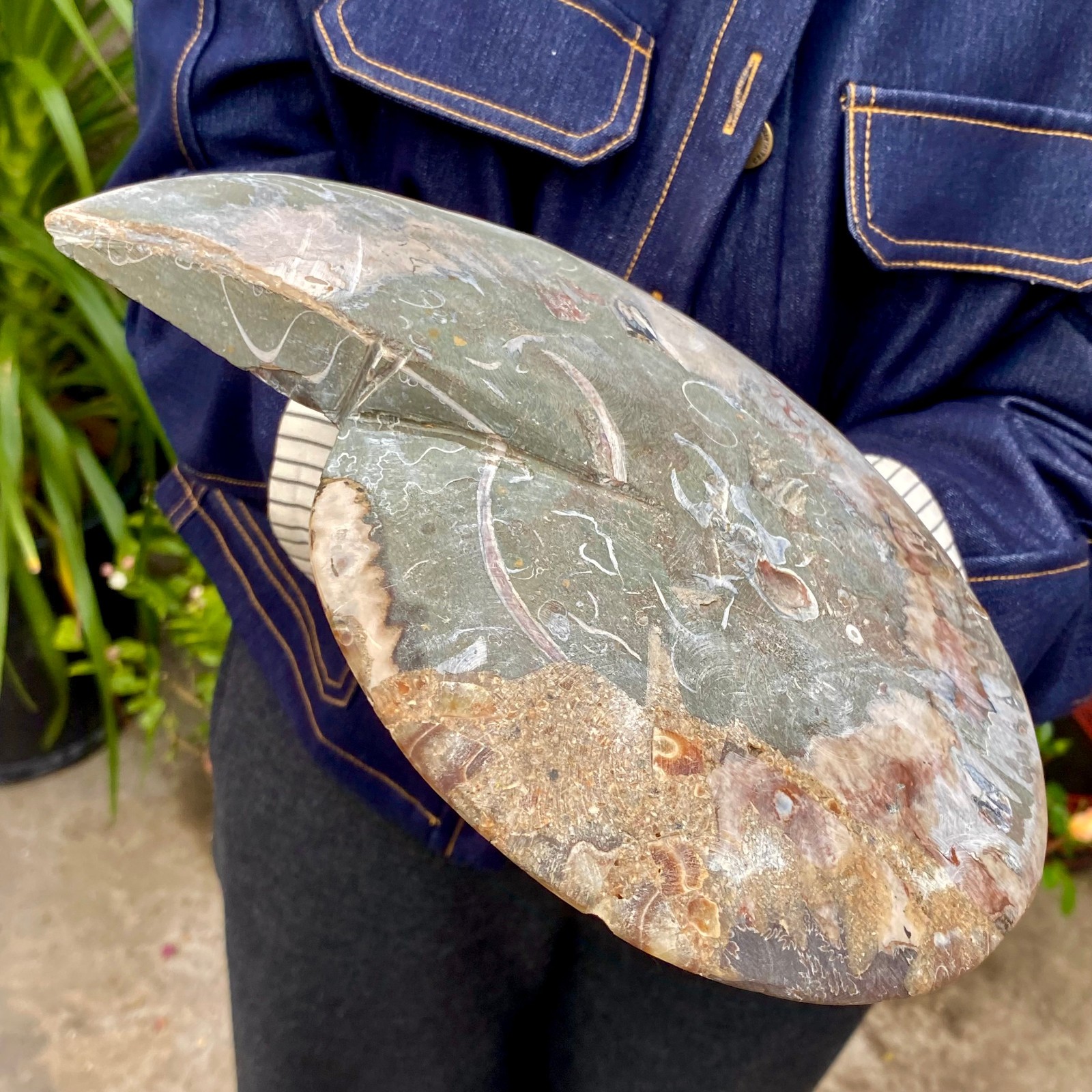 3.21LB Rare! Natural Tentacle Ammonite FossilSpecimen Shell Healing Madagascar