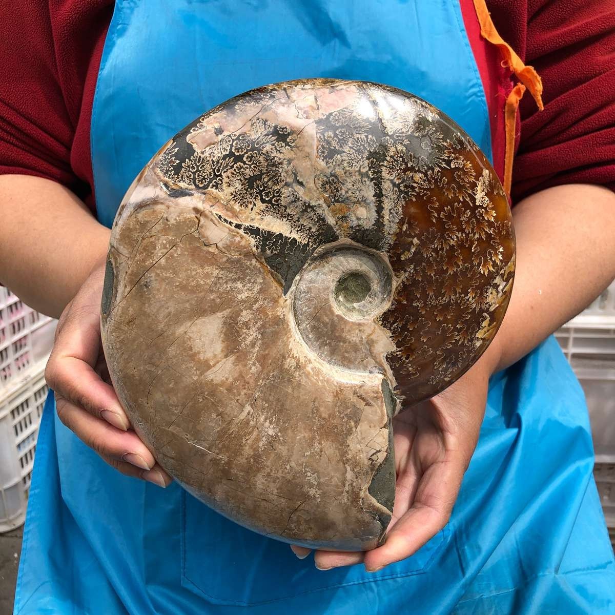 5.14LB Large Natural Beautiful Ammonite Fossil Conch Crystal Specimen Healing