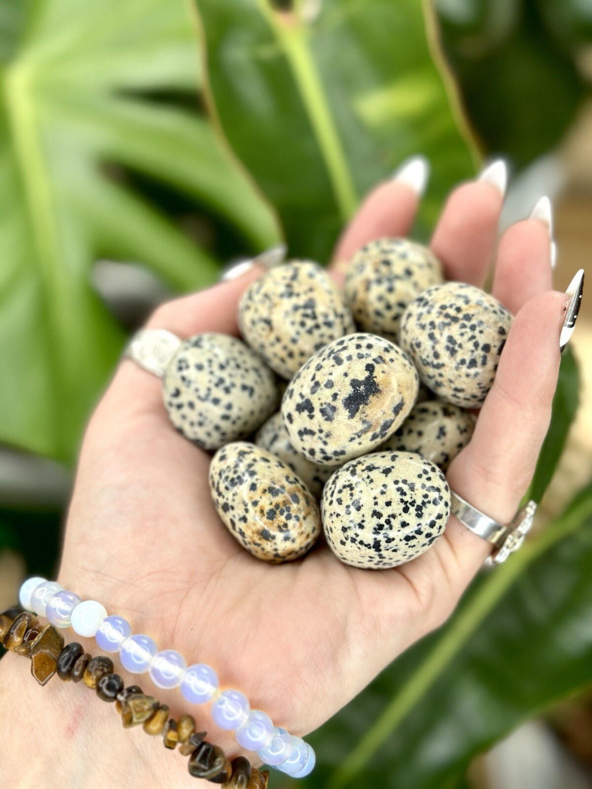 Dalmatian Jasper Tumbled Crystal Stones, 1/2 inch to 2 inch, Grade AAA+