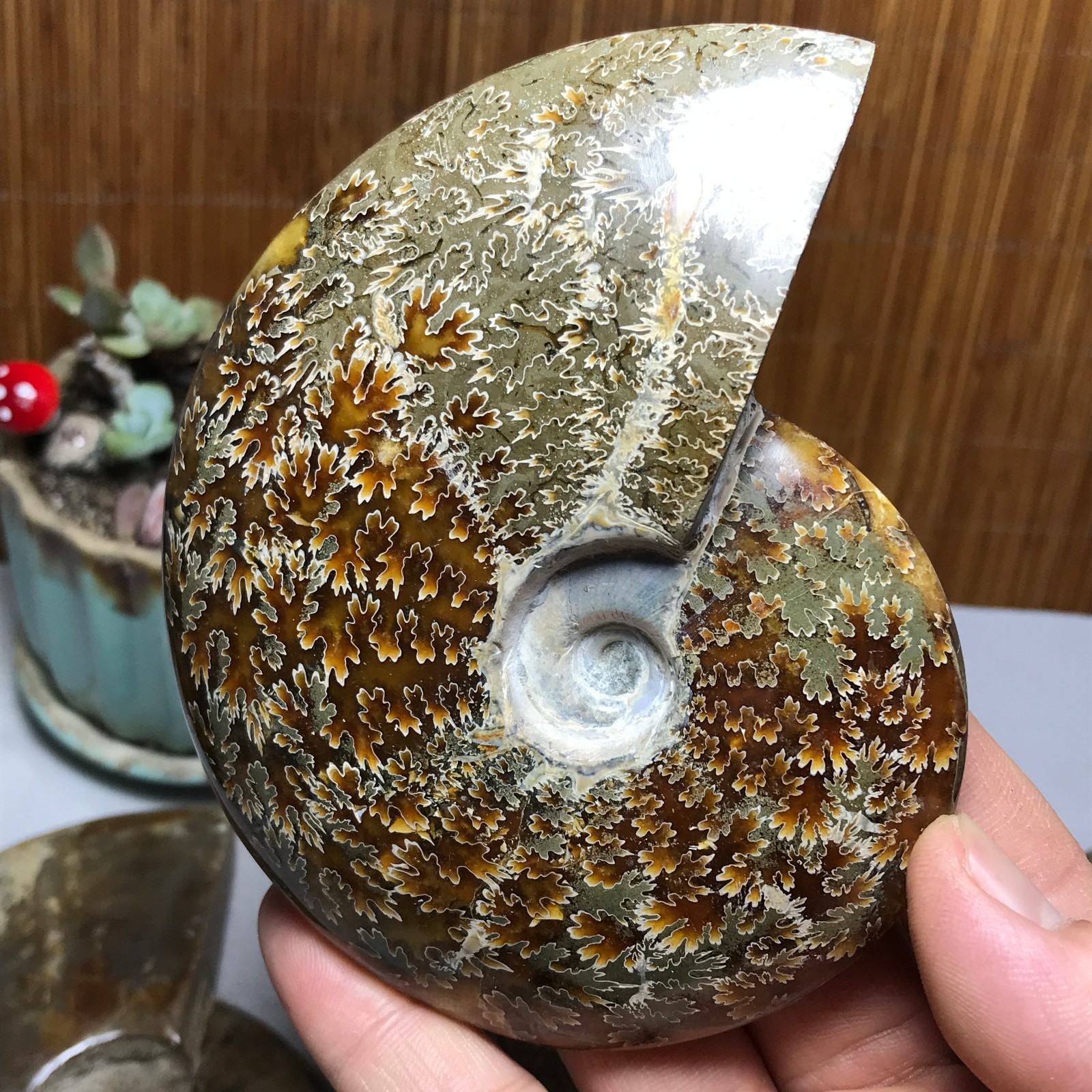 3Pcs Natural Ammonite Shell Jurrassic Crystal Specimen Madagascar 1.03kg A7003