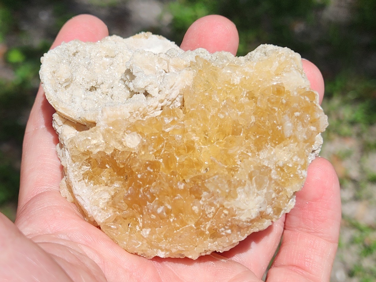 Calcite WHELK Shell Fossil Rucks Pit Florida dogtooth UV crystal honey cluster