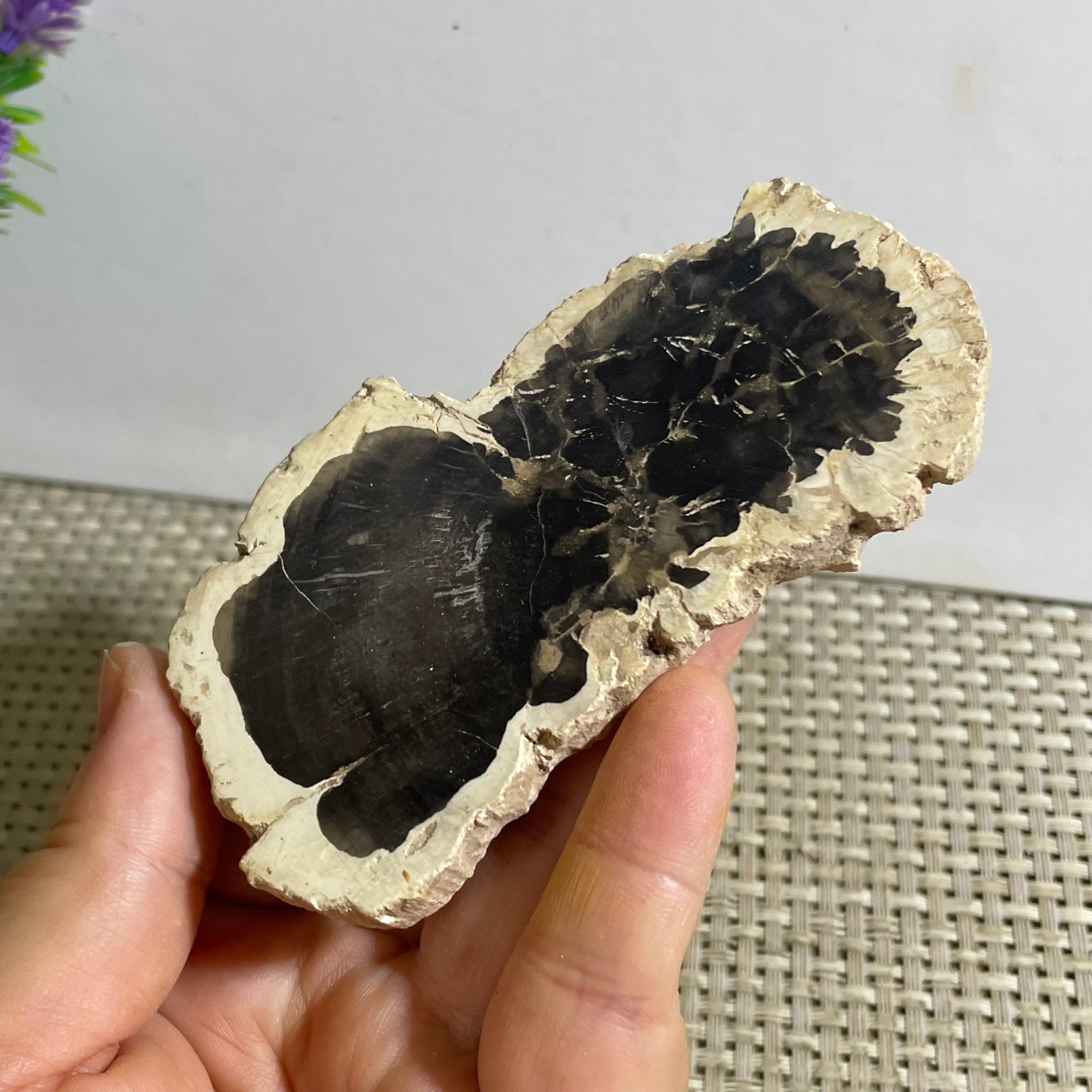 Natural Polished Petrified Wood Crystal Slice Madagascar 97g