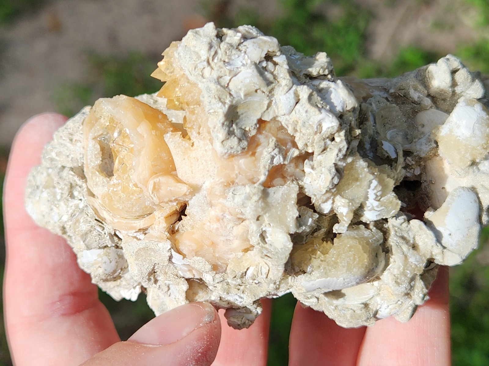 Calcite WHELK SHELL Fossil Rucks Pit Florida dogtooth UV crystal honey
