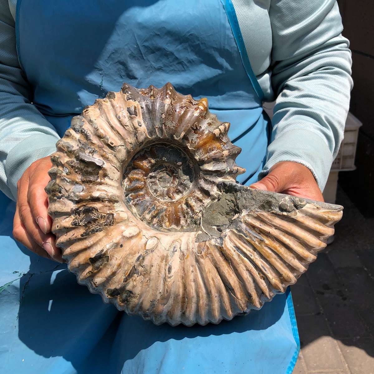 10.45LB Natural ammonite fossil conch Crystal specimen healing decor